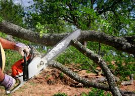 How Our Tree Care Process Works  in Wabasso, FL